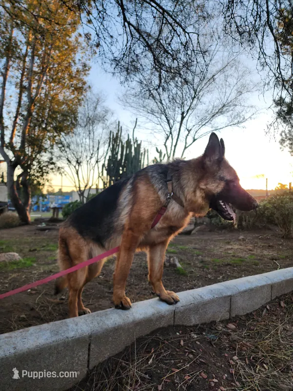 Blue girl – German Shepherd Dog puppy for sale in Hemet, CA