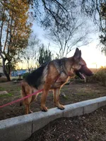 Blue girl, a female German Shepherd Dog for sale in Hemet, CA – 1 of 7