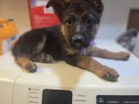 Puppy 345, a female German Shepherd Dog for sale in Hemet, CA – 6 of 8