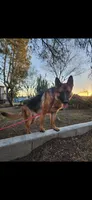Puppy 101, a male German Shepherd Dog for sale in Hemet, CA – 6 of 8