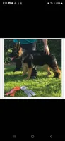 Puppy 303, a female German Shepherd Dog for sale in Hemet, CA – 5 of 8
