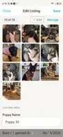 Puppy 101, a male German Shepherd Dog for sale in Hemet, CA – 8 of 8