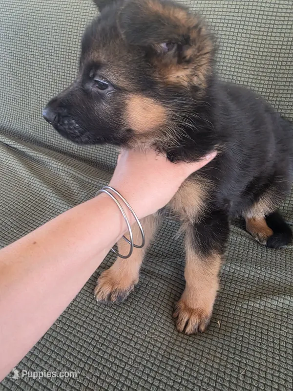 Puppy 101 – German Shepherd Dog puppy for sale in Hemet, CA