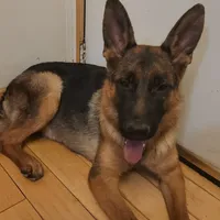 Beauty, a female German Shepherd Dog for sale in Hemet, CA – Photo 1 of 4