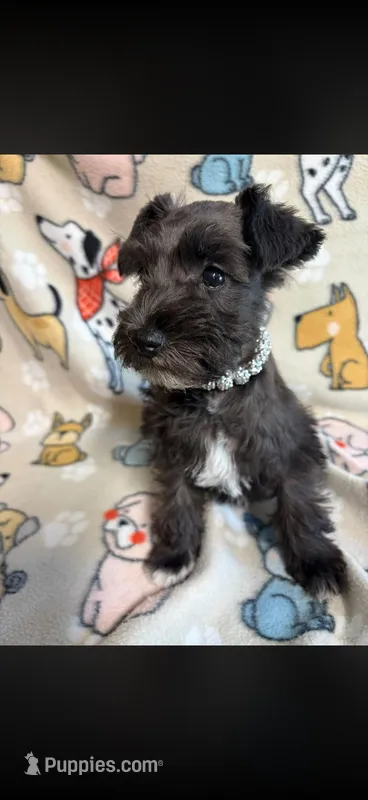 Hope – Miniature Schnauzer puppy for sale in Greenville, TX