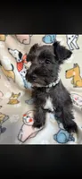 Hope, a female Miniature Schnauzer for sale in Greenville, TX – 1 of 1
