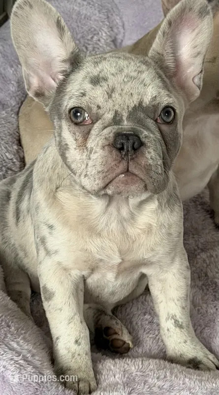 Jelly Bean – French Bulldog puppy for sale in Greenville, TX