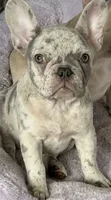 Jelly Bean, a female French Bulldog for sale in Greenville, TX – 1 of 1