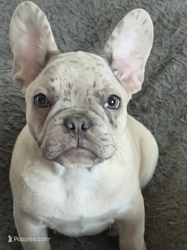 Boss – French Bulldog puppy for sale in Greenville, TX