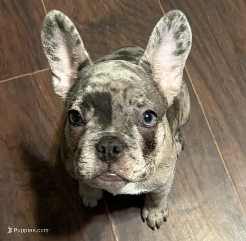 Livy – French Bulldog puppy for sale in Greenville, TX