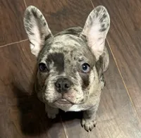Livy, a female French Bulldog for sale in Greenville, TX – 1 of 1