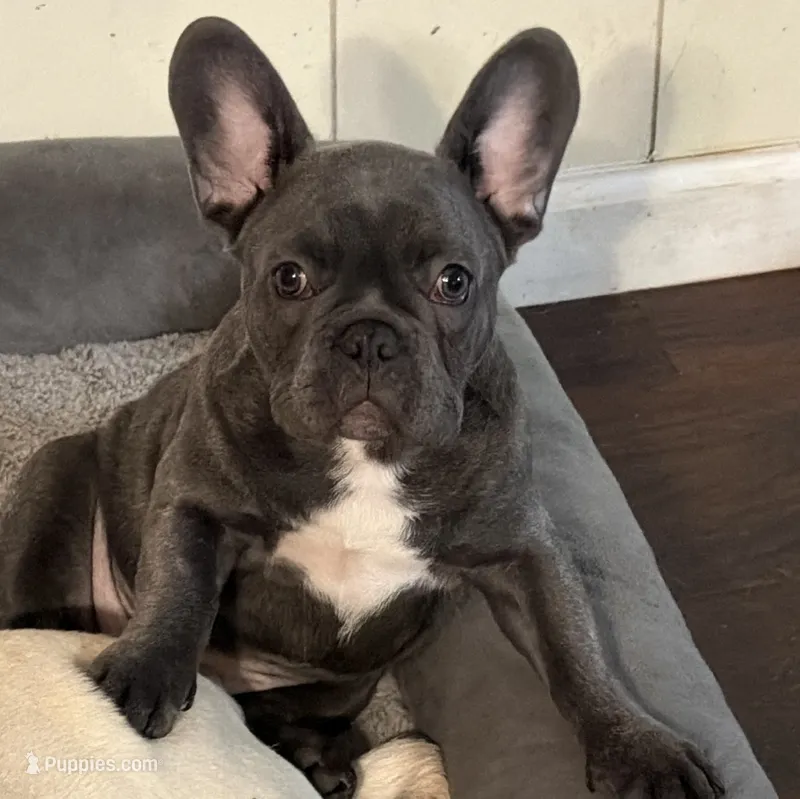 Junior – French Bulldog puppy for sale in Greenville, TX