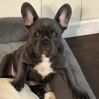 Junior, a male French Bulldog for sale in Greenville, TX – 1 of 1