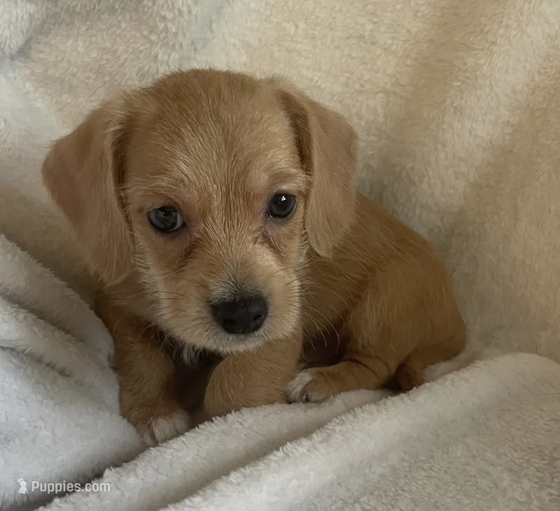 Mini doxie/ poodle- honey  Bear boy – Miniature Dachshund puppy for sale in Buffalo, MO