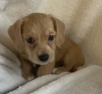 Mini doxie/ poodle- honey  Bear boy, a male Miniature Dachshund for sale in Buffalo, MO – 1 of 5