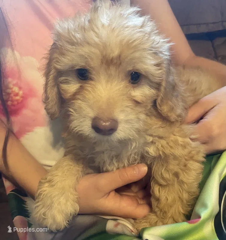 Pickles – Poodle - Toy , Miniature Dachshund puppy for sale in Buffalo, MO