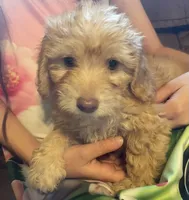 Pickles, a male Poodle - Toy  and Miniature Dachshund for sale in Buffalo, MO – 1 of 6