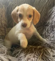 Popcorn, a female Poodle - Toy  and Miniature Dachshund for sale in Buffalo, MO – 4 of 6