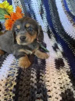 Long hair blue , a male Dachshund and Miniature Dachshund for sale in Buffalo, MO – Photo 1 of 4