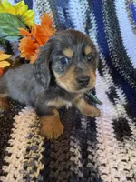 Long hair blue , a male Dachshund and Miniature Dachshund for sale in Buffalo, MO – Photo 3 of 4