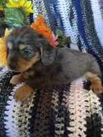 Long hair blue , a male Dachshund and Miniature Dachshund for sale in Buffalo, MO – Photo 4 of 4