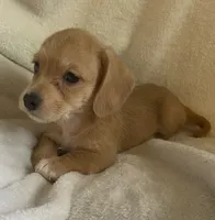 Mini doxie/ poodle- honey  Bear boy, a male Miniature Dachshund for sale in Buffalo, MO – 3 of 5