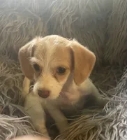 Popcorn, a female Poodle - Toy  and Miniature Dachshund for sale in Buffalo, MO – 3 of 6