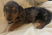 Blue dapple female , a female Miniature Dachshund for sale in Buffalo, MO – Photo 6 of 8