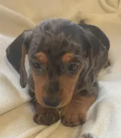 Blue dapple female , a female Miniature Dachshund for sale in Buffalo, MO – Photo 2 of 8