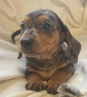 Blue dapple female , a female Miniature Dachshund for sale in Buffalo, MO – Photo 3 of 8