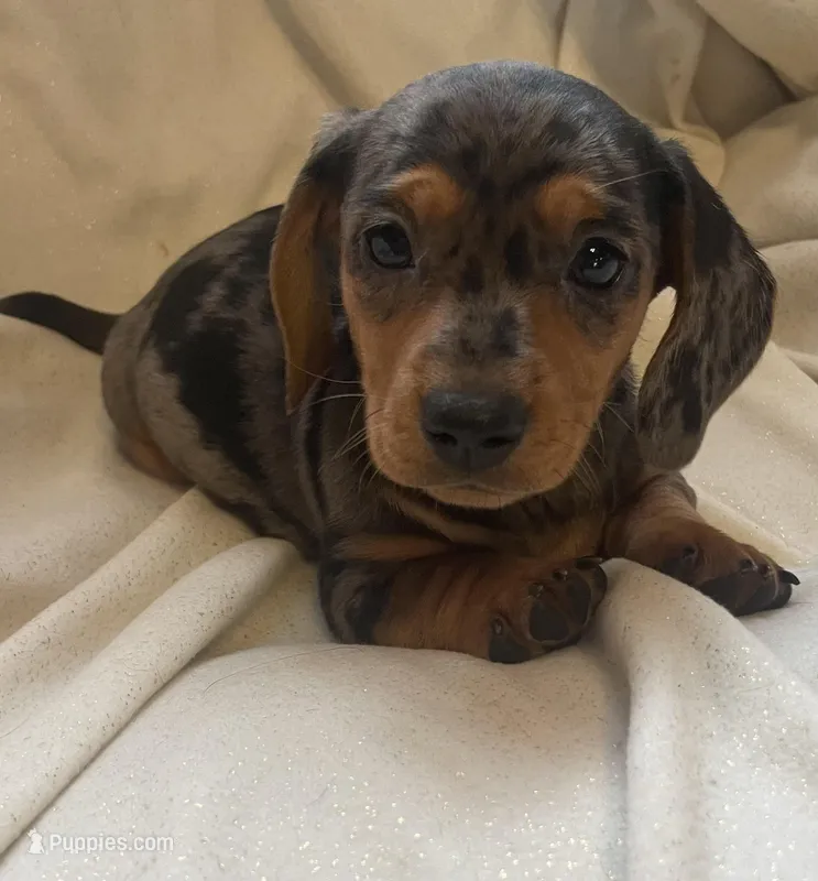 Blue dapple female  – Miniature Dachshund puppy for sale in Buffalo, MO