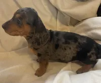 Blue dapple female , a female Miniature Dachshund for sale in Buffalo, MO – Photo 8 of 8