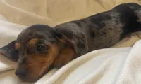 Blue dapple female , a female Miniature Dachshund for sale in Buffalo, MO – Photo 7 of 8