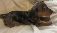 Blue dapple female , a female Miniature Dachshund for sale in Buffalo, MO – Photo 5 of 8