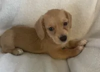 Mini doxie/ poodle- honey  Bear boy, a male Miniature Dachshund for sale in Buffalo, MO – 4 of 5