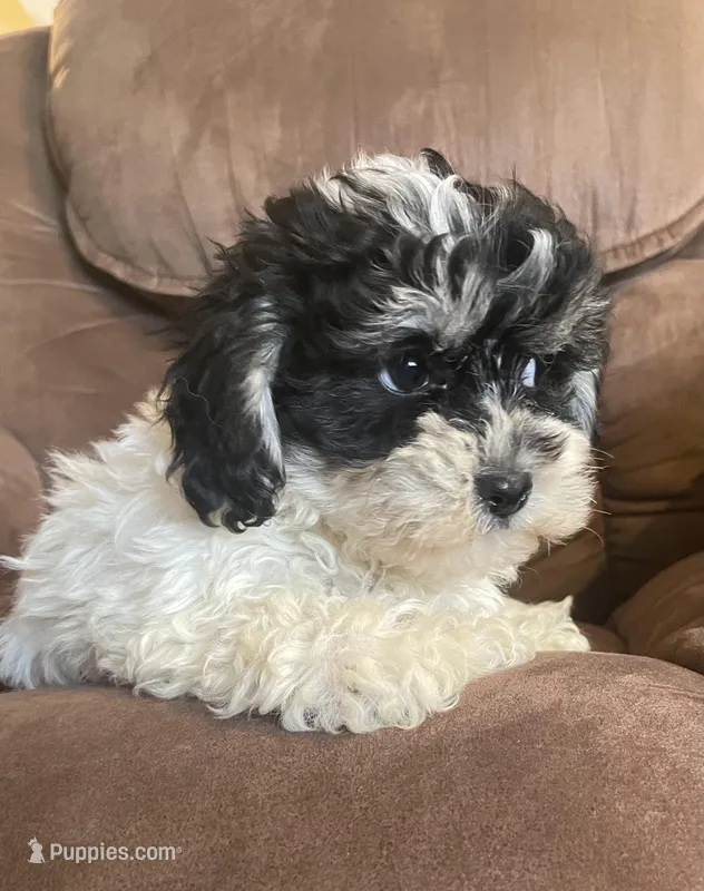 Oreo kisses girl – Bichon Frise, Shih Tzu puppy for sale in Buffalo, MO