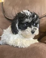 Oreo kisses girl, a female Bichon Frise and Shih Tzu for sale in Buffalo, MO – Photo 1 of 5