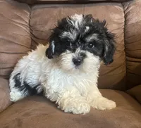 Oreo kisses girl, a female Bichon Frise and Shih Tzu for sale in Buffalo, MO – Photo 2 of 5