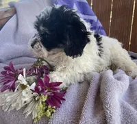 Oreo , a female Bichon Frise and Shih Tzu for sale in Buffalo, MO – Photo 2 of 5