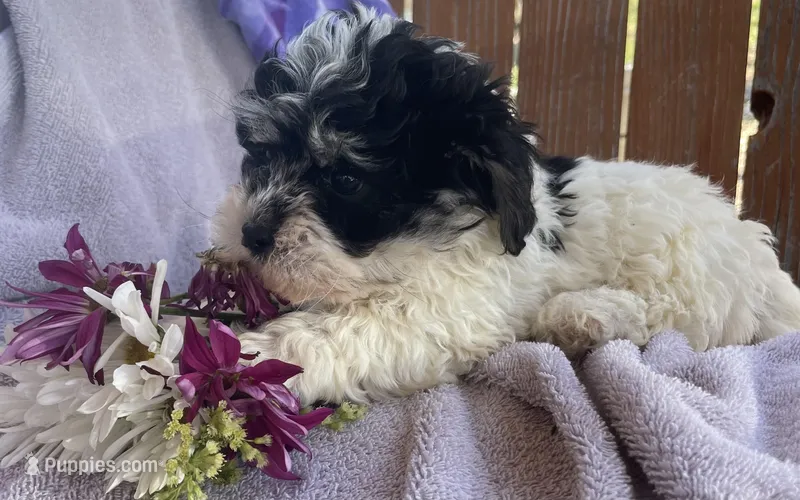 Oreo  – Bichon Frise, Shih Tzu puppy for sale in Buffalo, MO