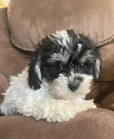 Oreo kisses girl, a female Bichon Frise and Shih Tzu for sale in Buffalo, MO – Photo 4 of 5