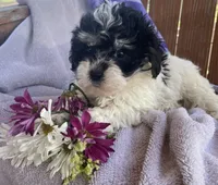 Oreo , a female Bichon Frise and Shih Tzu for sale in Buffalo, MO – Photo 3 of 5
