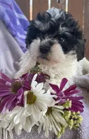 Oreo , a female Bichon Frise and Shih Tzu for sale in Buffalo, MO – Photo 4 of 5