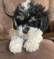 Oreo kisses girl, a female Bichon Frise and Shih Tzu for sale in Buffalo, MO – Photo 3 of 5