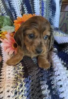 Red long hair dapple, a female Dachshund and Miniature Dachshund for sale in Buffalo, MO – Photo 2 of 3