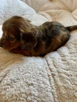 Red long hair dapple, a female Dachshund and Miniature Dachshund for sale in Buffalo, MO – Photo 3 of 3