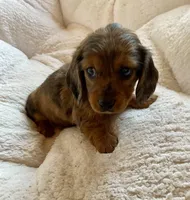 Red long hair dapple, a female Dachshund and Miniature Dachshund for sale in Buffalo, MO – Photo 1 of 3