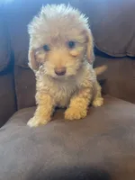 Pickles, a male Poodle - Toy  and Miniature Dachshund for sale in Buffalo, MO – 6 of 6