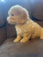 Pickles, a male Poodle - Toy  and Miniature Dachshund for sale in Buffalo, MO – 5 of 6