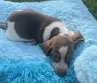 Chocolate and white , a male Dachshund for sale in Buffalo, MO – 4 of 5
